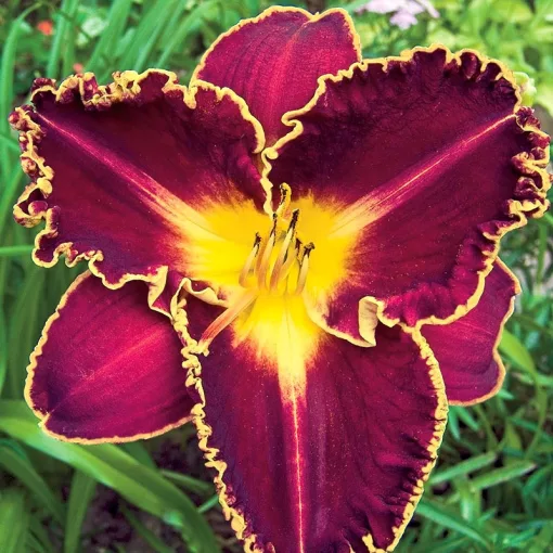 Hemerocallis STORM OF THE CENTURY