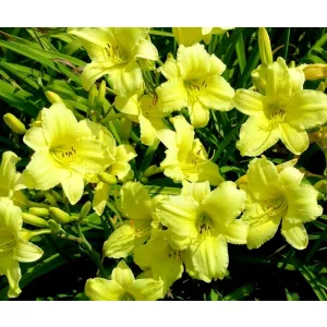 Hemerocallis SUZIE WONG