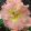 Hemerocallis THE HULK