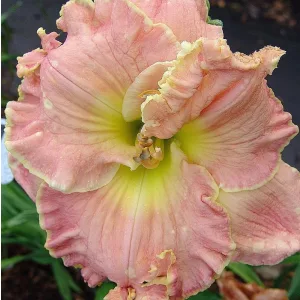 Hemerocallis THE HULK