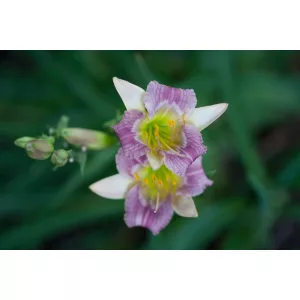 Hemerocallis TINY PLAYMATE