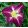 Hemerocallis TOOTH