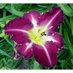 Hemerocallis TOOTH