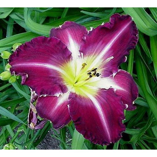 Hemerocallis TOOTH