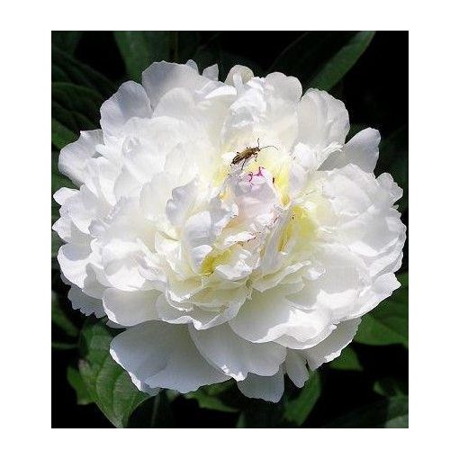 Paeonia WHITE SUPREME