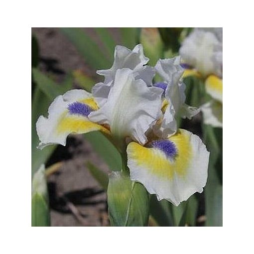 Iris A LITTLE GOOD NEWS