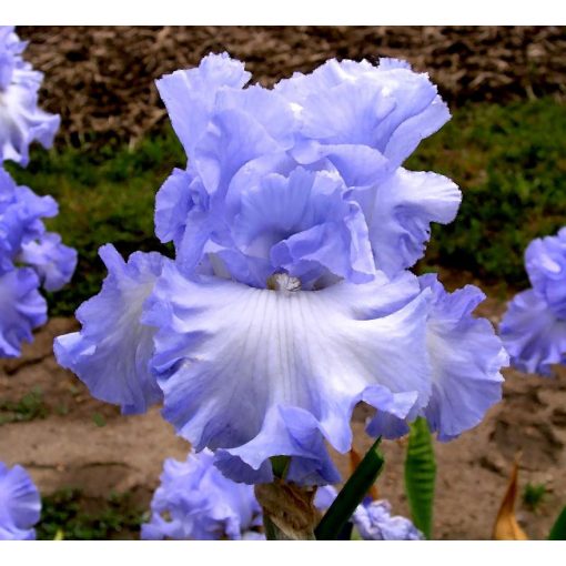 Iris ABSOLUTE TREASURE