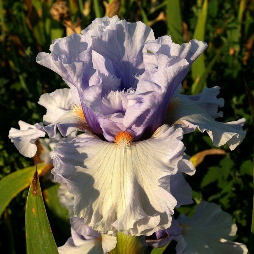 Iris ACACIA LAVENDER