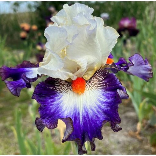 Iris AD ASTRA