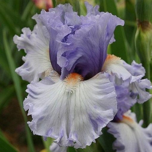 Iris ADOREGON