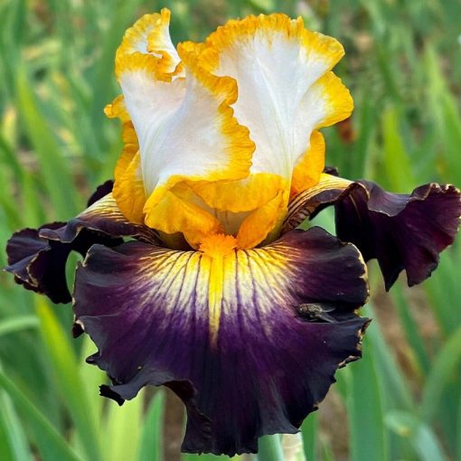 Iris ALL JUPITER‘S RINGS