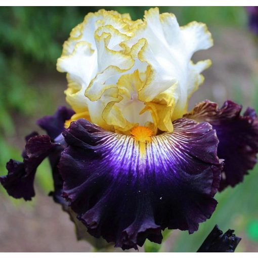 Iris ALL THE RAGE