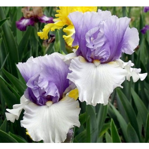 Iris ALPENVIEW