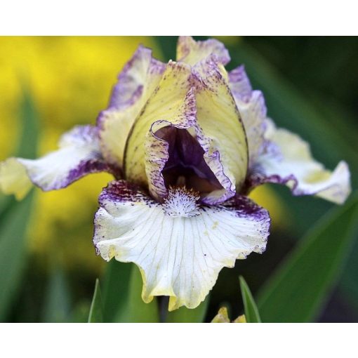 Iris AMBITIOUS ONE
