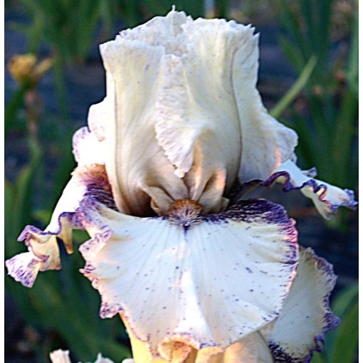 Iris AMETHYST DUST