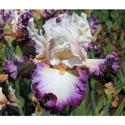 Iris ANEW BEGINNING