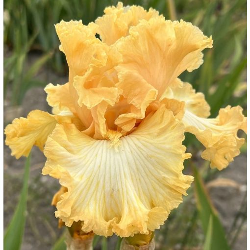 Iris APRICOT BLONDE