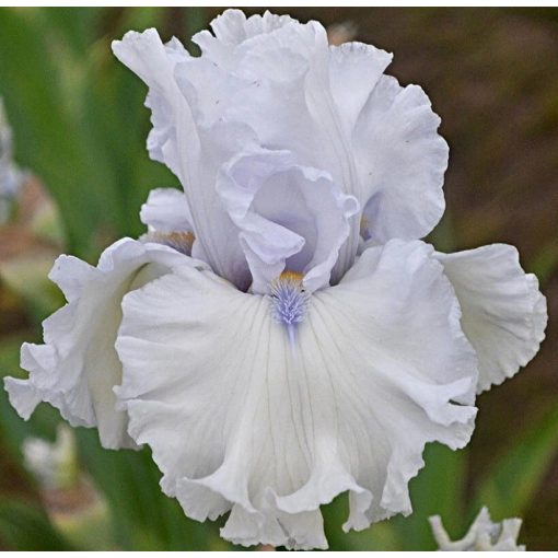 Iris ARCTIC CHILL