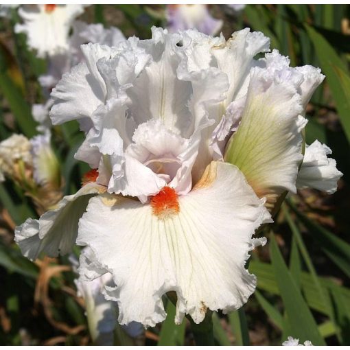 Iris ARCTIC STAR