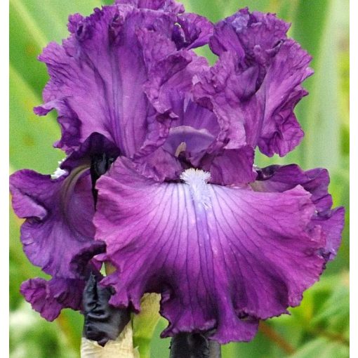 Iris ARISTOCRACY