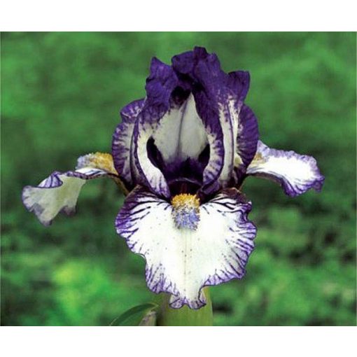 Iris ATTACK CAT