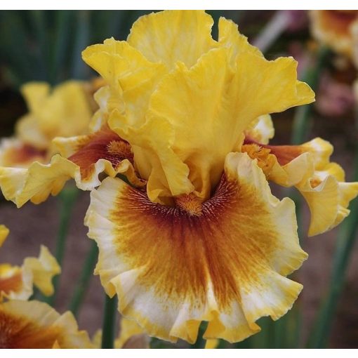 Iris AUTUMN TEASE