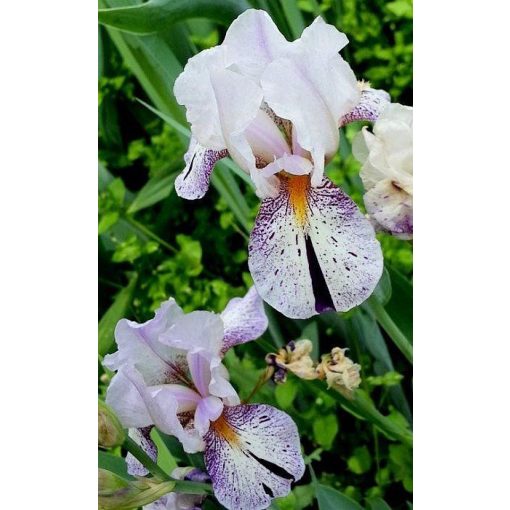 Iris BACH FUGUE
