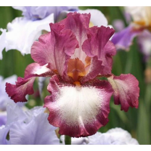 Iris BALLET PERFORMANCE