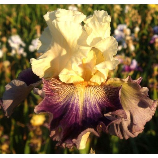 Iris BAROQUE BROCADE