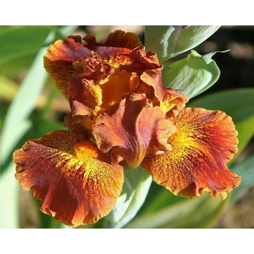 Iris BASKET OF GOODIES