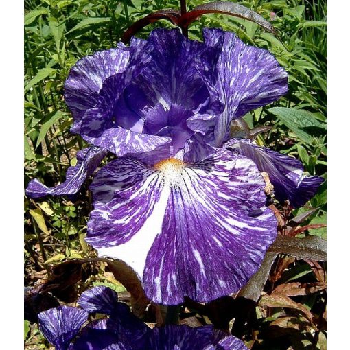 Iris BATIK