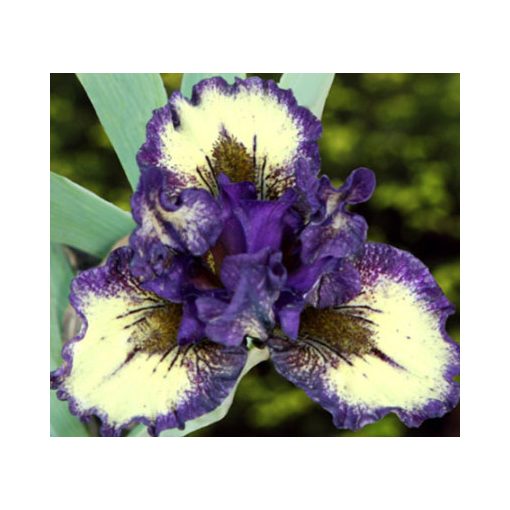 Iris BE BRIEF