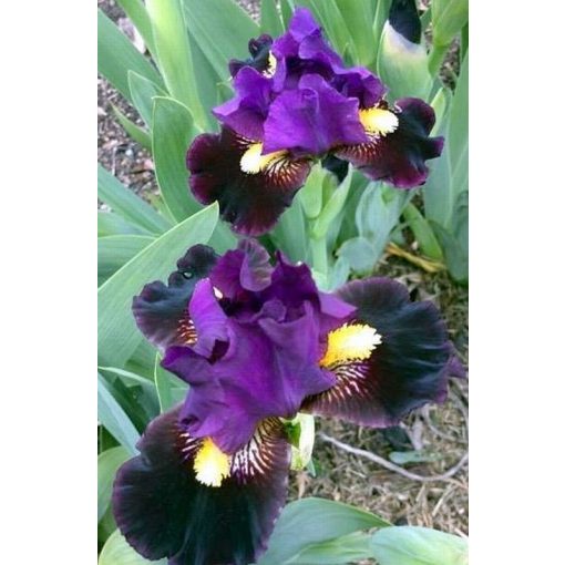 Iris BECKONING