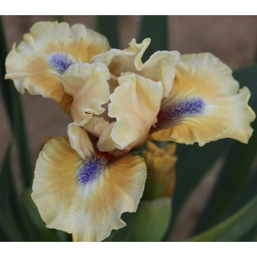 Iris BELIEVE