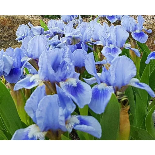 Iris BOHEMIAN SKY