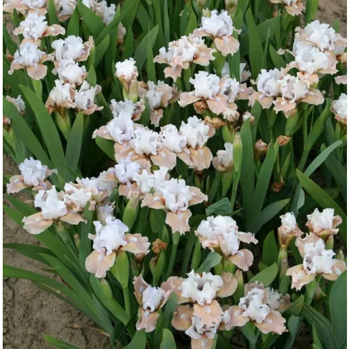 Iris BURLESQUE CURIE