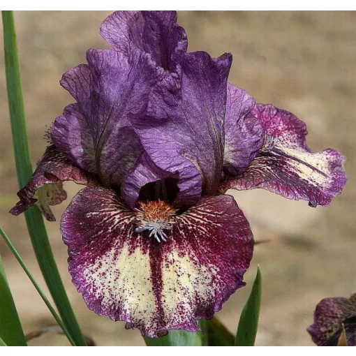 Iris CARTOON CHARACTERS