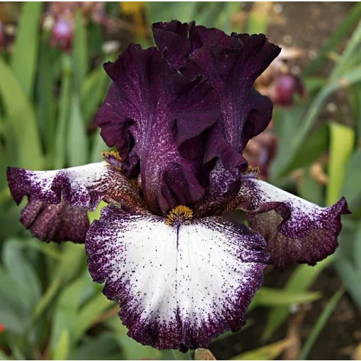 Iris CASSANDRA