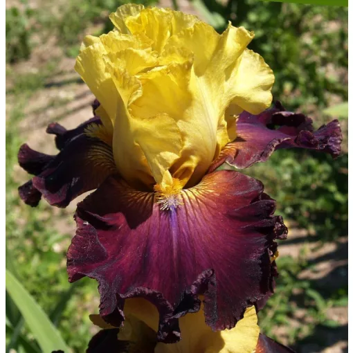 Iris CHOCOLATE CAPPUCCINO