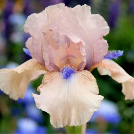 Iris CONCERTINA