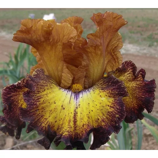 Iris COWBOY BOOTS