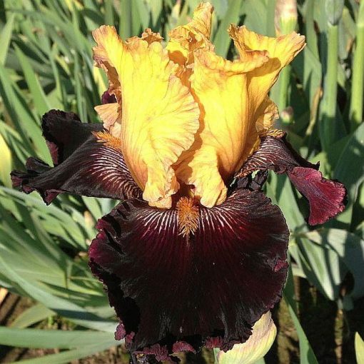 Iris DAD‘S A PIRATE