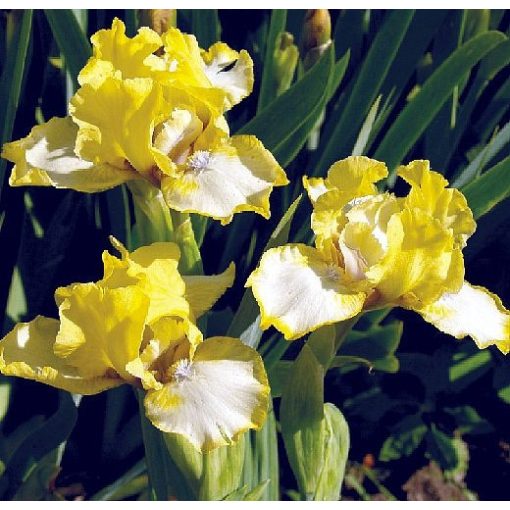 Iris DANCING BUNNIES