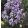 Iris DANCING LILACS