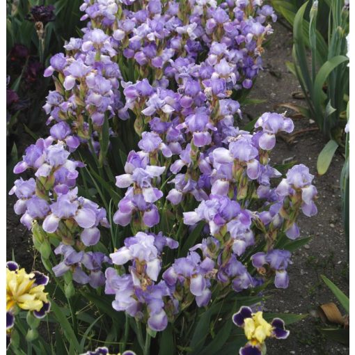 Iris DANCING LILACS