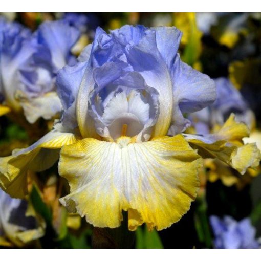 Iris DANCING ON AIR