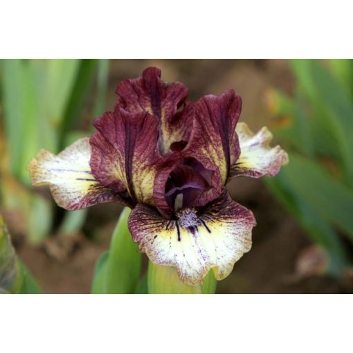 Iris DARE