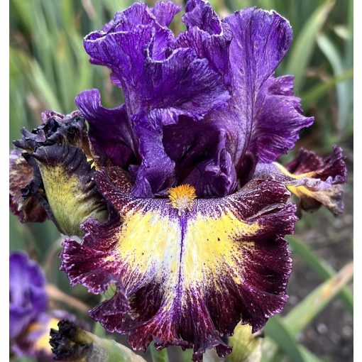 Iris DARK CHAMPION