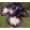Iris DARK DESIGN