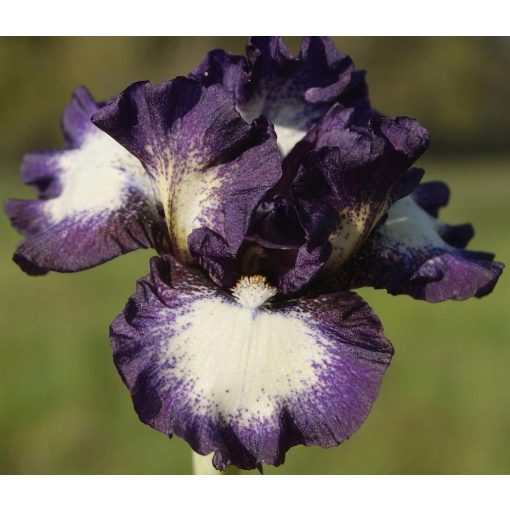 Iris DARK DESIGN
